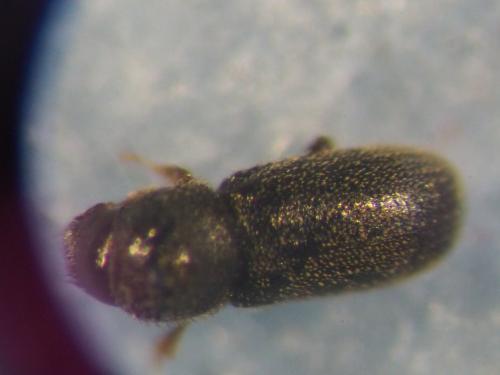 Ernoporicus fagi